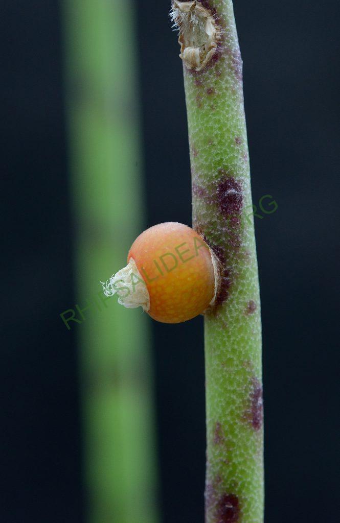 Rhipsalis puniceodiscus, Rio de Janeiro, Brazil, Utrecht University Botanic Gardens, ex. Gerardus Olsthoorn