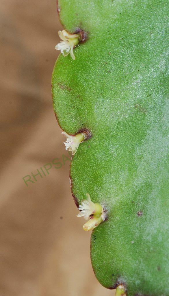 Rhipsalis russellii, Utrecht University Botanic Gardens