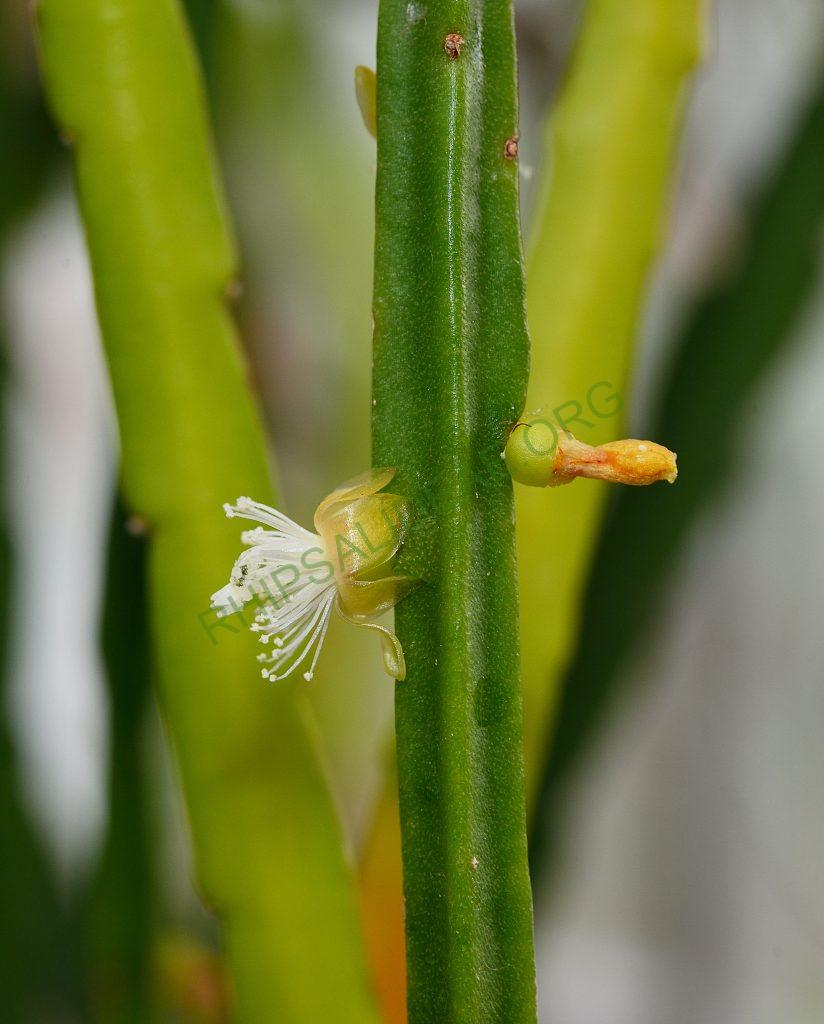 Rhipsalis sulcata, Utrecht University Botanic Gardens