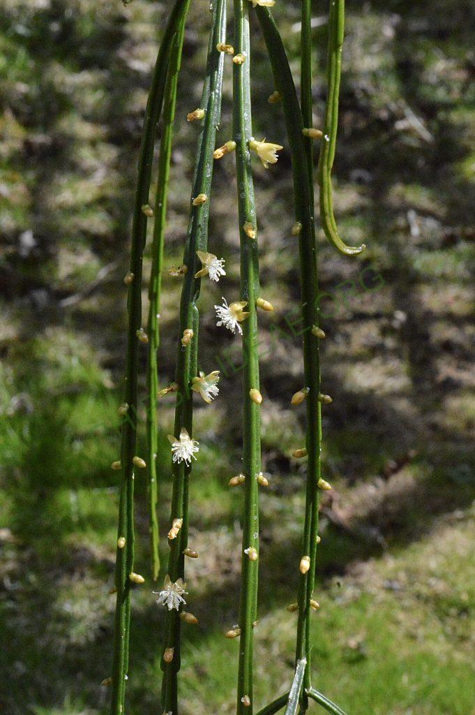 Rhipsalis sulcata, Uhlig