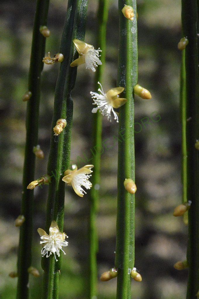 Rhipsalis sulcata, Uhlig