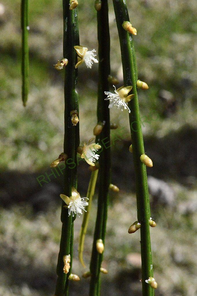Rhipsalis sulcata, Uhlig