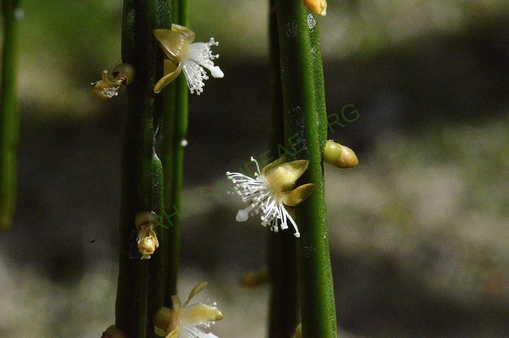 Rhipsalis sulcata, Uhlig