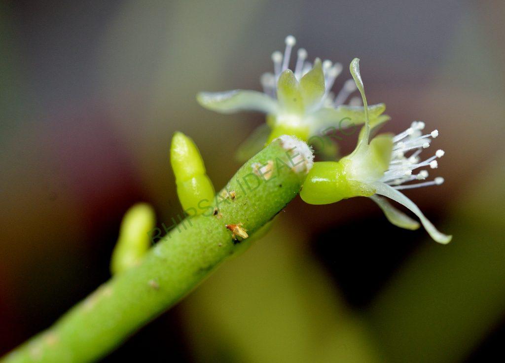 Rhipsalis teres f. teres, Utrecht University Botanic Gardens, ex. Gerardus Olsthoorn