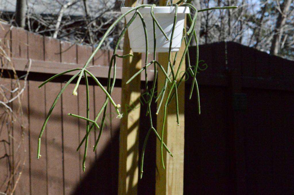 Rhipsalis tucumanensis