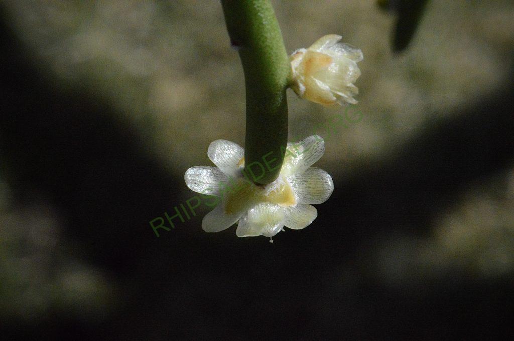 Rhipsalis tucumanensis
