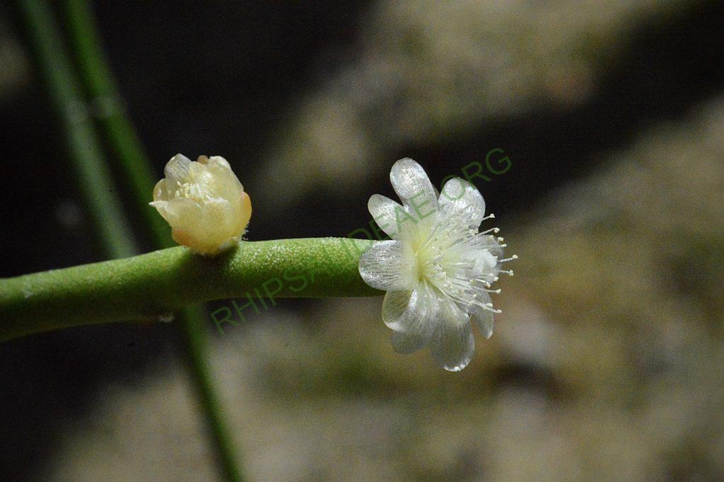 Rhipsalis tucumanensis