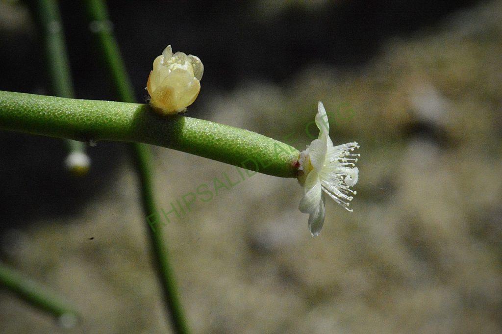 Rhipsalis tucumanensis
