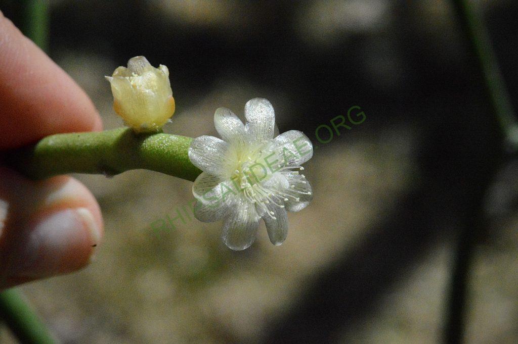 Rhipsalis tucumanensis