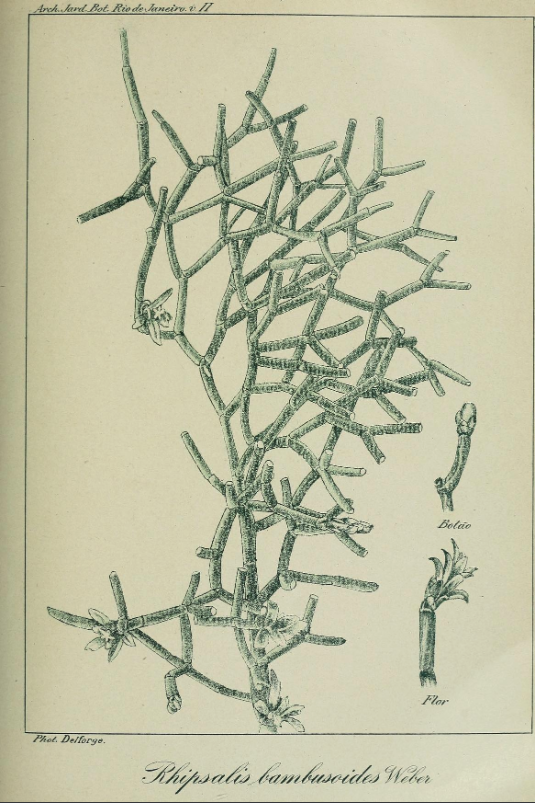 Hatiora salicornioides f. cylindrica, (syn. Rhipsalis bambusoides)