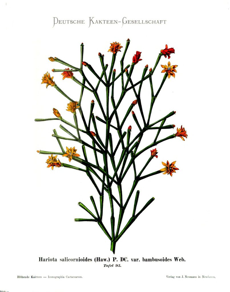 Hatiora salicornioides f. cylindrica, (syn. Hariota salicornioides var. bambusoides)