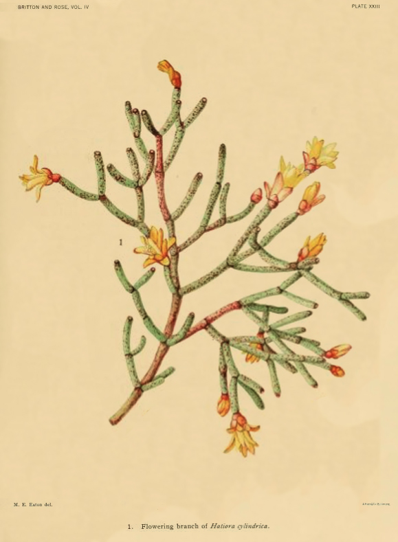 Hatiora salicornioides f. cylindrica, (syn. Hatiora cylindrica)