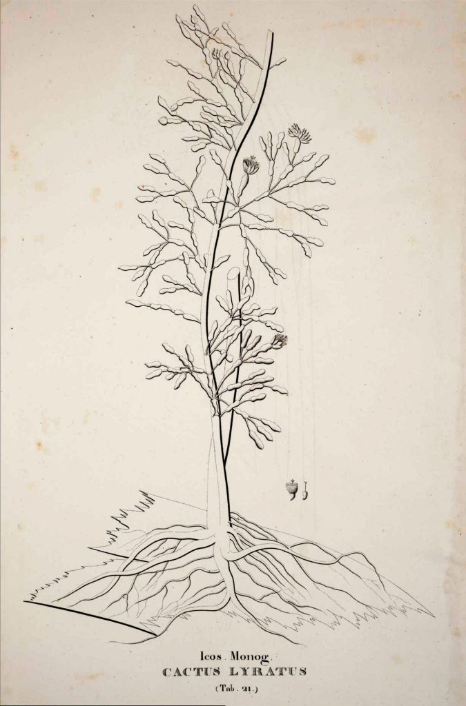 Hatiora salicornioides f. salicornioides, (syn. Cactus lyratus)
