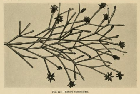 Hatiora salicornioides f. cylindrica, (syn. Hatiora bambusoides, reproduction of the earlier illustration in Blühende Kakteen (Iconographia Cactacearum), Plate 95, 1907)