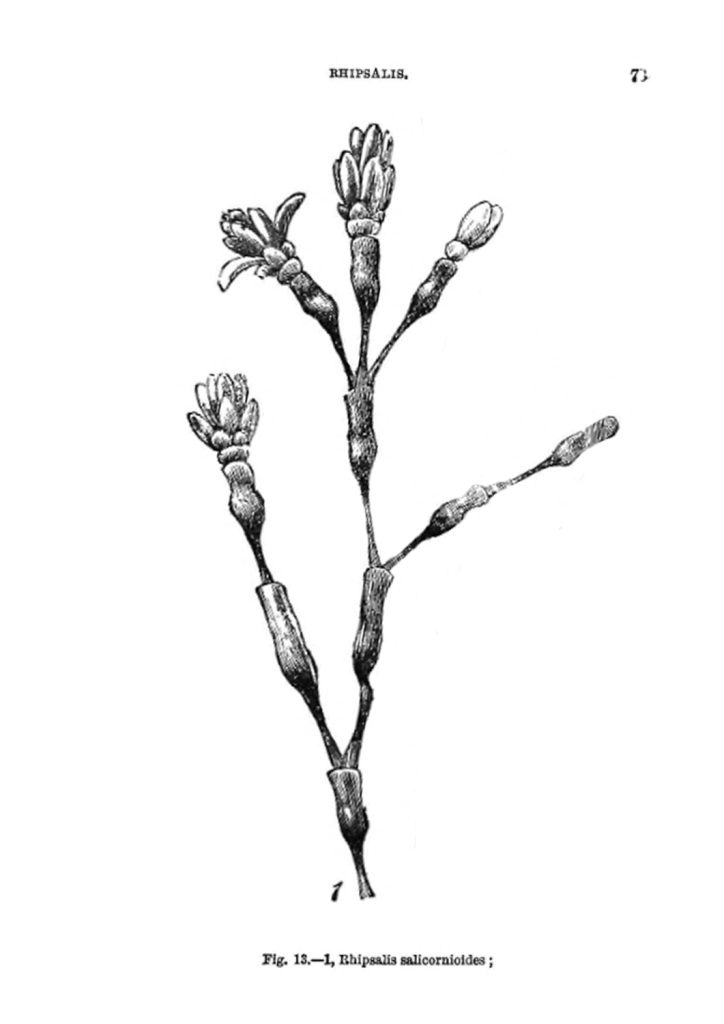 Hatiora salicornioided f. salicornioides, (syn. Rhipsalis salicornioides)