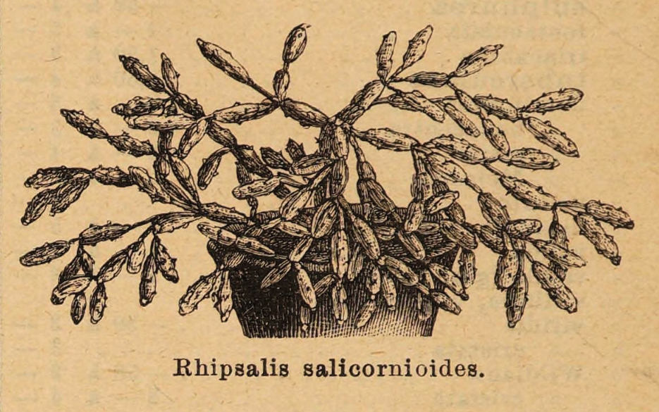 Hatiora salicornioides f. salicornioides, (syn. Rhipsalis salicornioides)