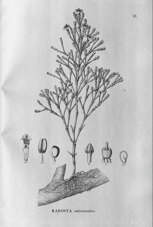 Hatiora salicornioides f. salicornioides, (syn. Hariota salicornioides)