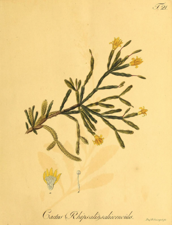 Hatiora salicornioides f. salicornioides, (syn. Rhipsalis salicornioides)