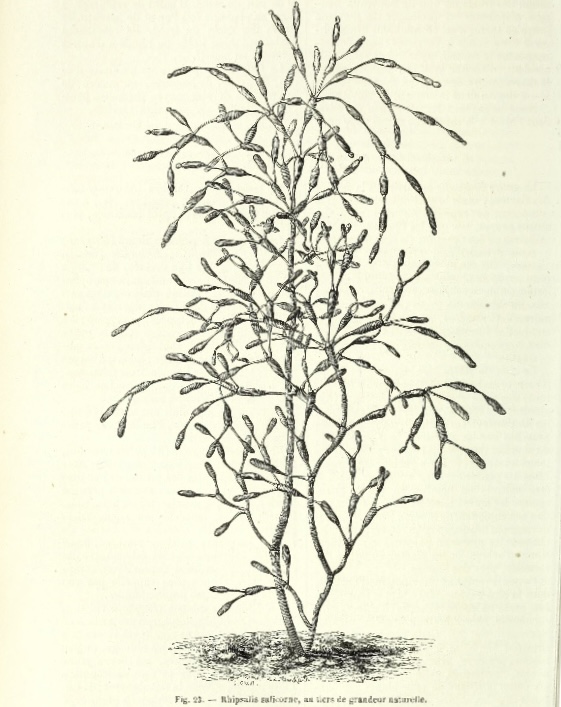 Hatiora salicornioides f. salicornioides, (syn. Rhipsalis salicornioides)