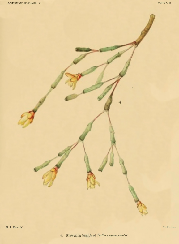 Hatiora salicornioides f. salicornioides