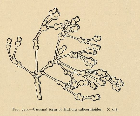 Hatiora salicornioides f. salicornioides