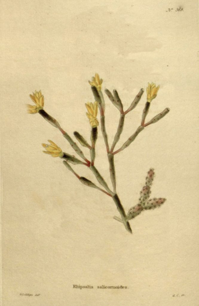 Hatiora salicornioided f. salicornioides, (syn. Rhipsalis salicornioides)
