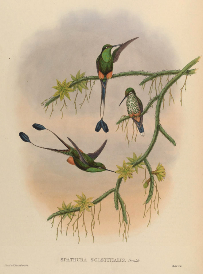 Lepismium lubricoides possibly form aculeatum, (illustration depicts Hummingbirds feeding on the nectar in Ecuador)