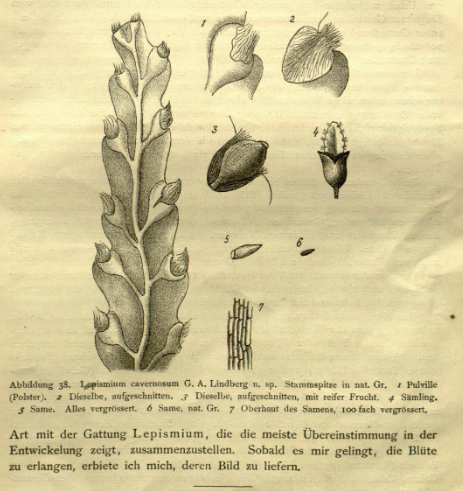Lepismium cruciforme, (syn. Lepismium cavernosum)