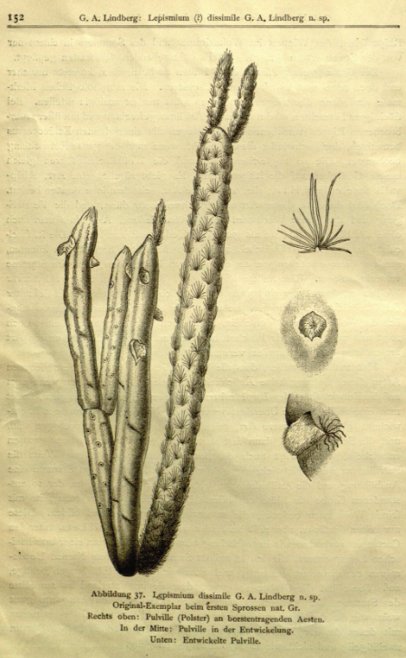 Rhipsalis dissimilis f. dissimilis, (syn. Lepismium dissimile)