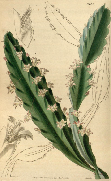 Lepismium cruciforme, (syn. Lepismium commune)