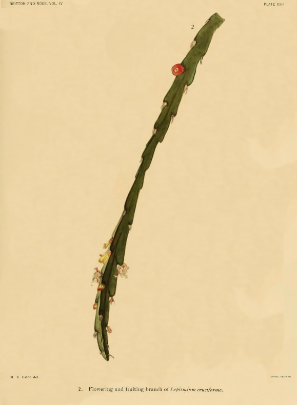 Lepismium cruciforme