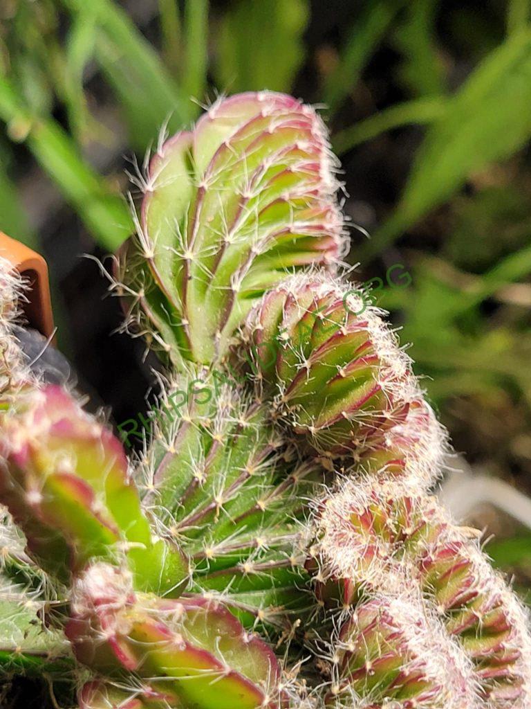 Lepismium cruciforme cristata