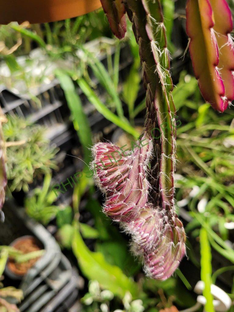 Lepismium cruciforme cristata
