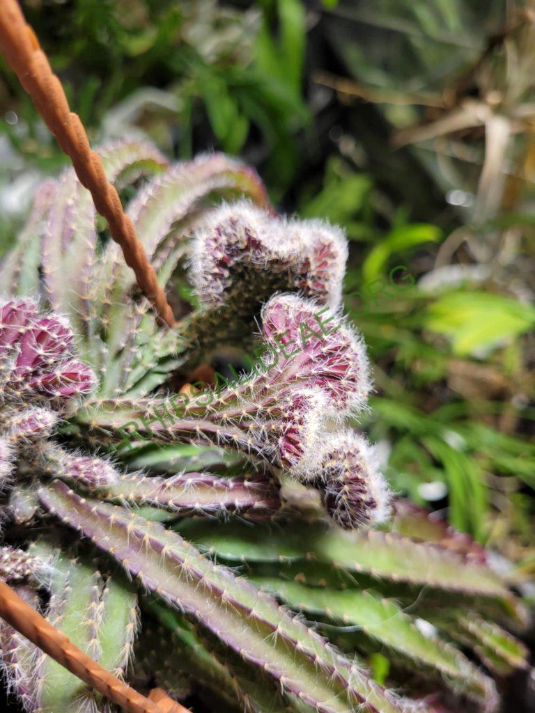Lepismium cruciforme cristata