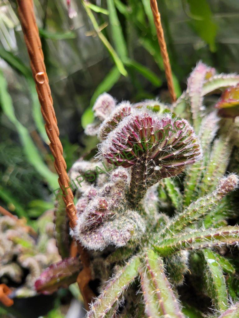 Lepismium cruciforme cristata
