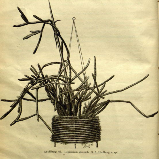 Rhipsalis dissimilis f. dissimilis, (syn. Lepismium dissimile)