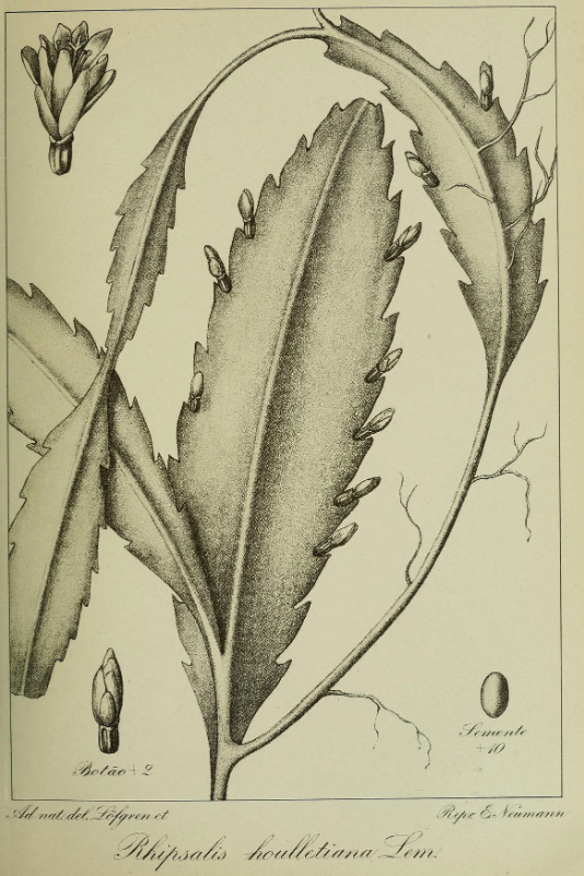 Lepismium houlletianum f. houlletianum, (syn. Rhipsalis houlletianum)