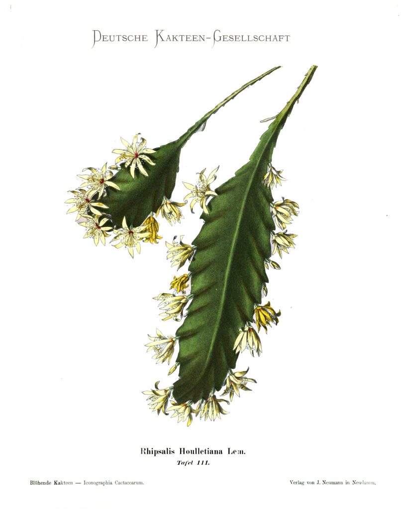 Lepismium houlletianum f. houlletianum, (syn. Rhipsalis houlletiana)