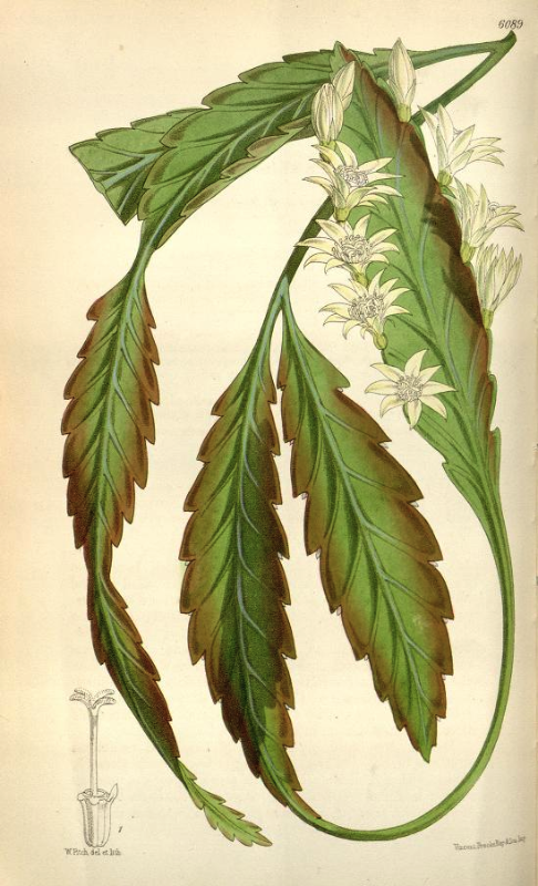 Lepismium houlletianum f. houlletianum, (syn. Rhipsalis houlletii)