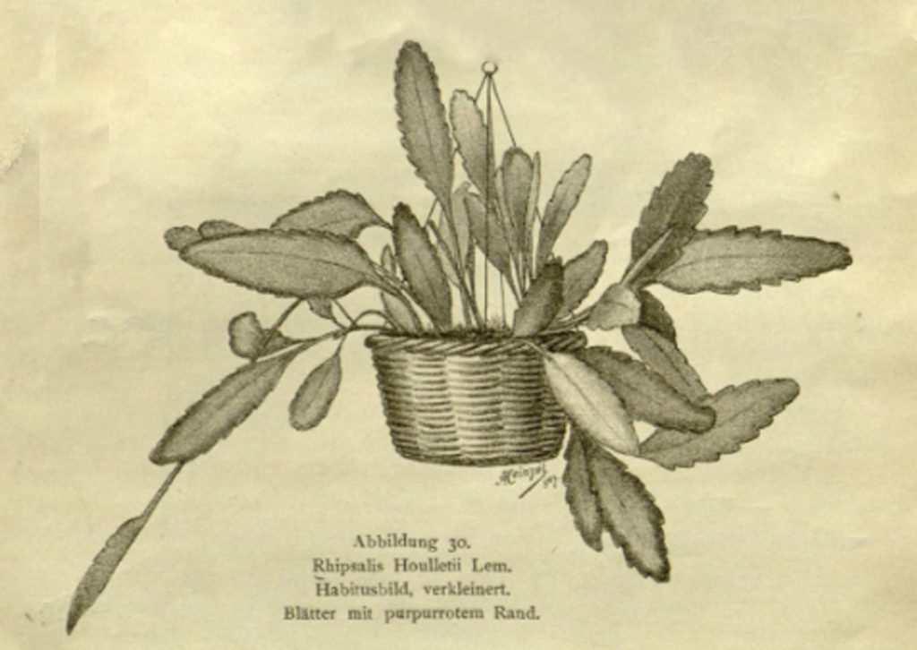Lepismium houlletianum f. houlletianum, (syn. Rhipsalis houlletii)