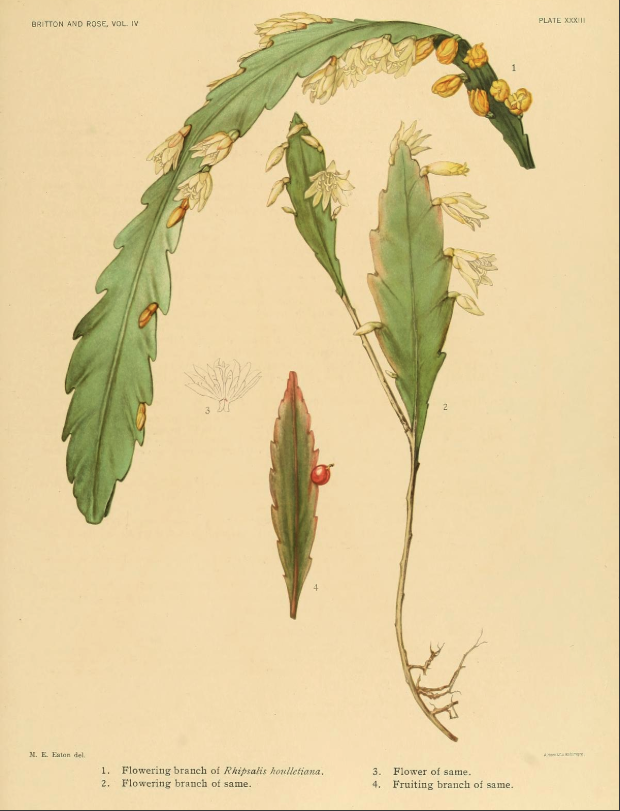 Lepismium houlletianum f. houlletianum, (syn. Rhipsalis houlletiana)