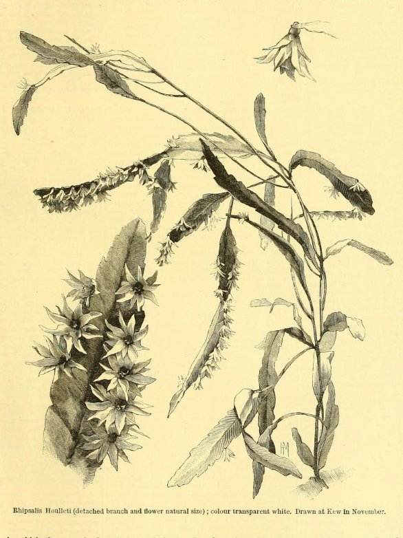 Lepismium houlletianum f. houlletianum, (syn. Rhipsalis houlletii)