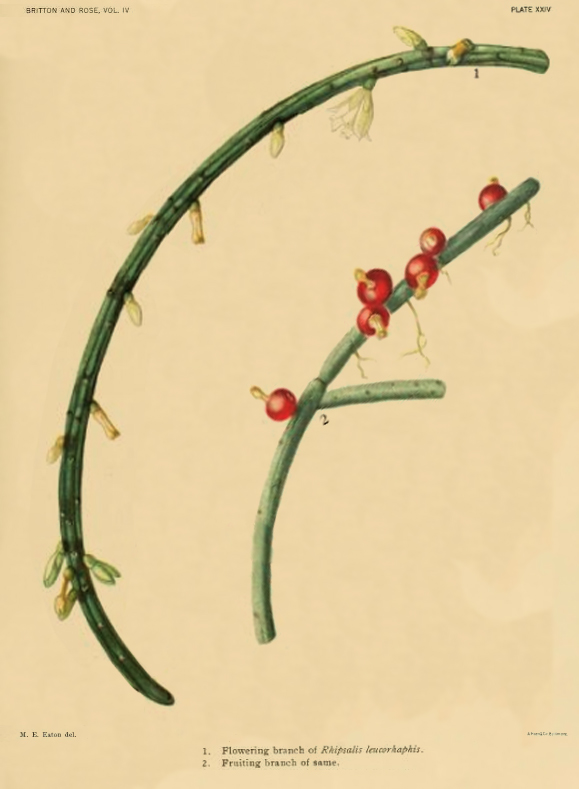 Lepismium lubricoides f. lumbricoides, (syn. Rhipsalis leucorhaphis)