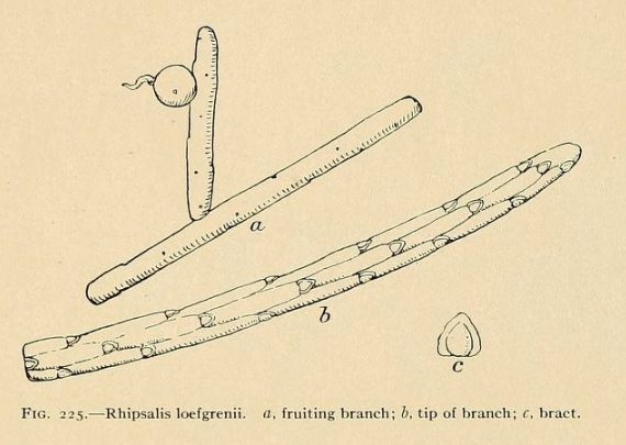 Lepismium lumbricoides f. lumbricoides, (syn. Rhipsalis loefgrenii)