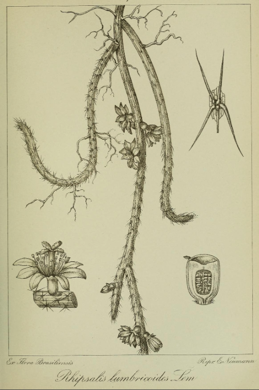 Rhipsalis lumbricoides f. lumbricoides