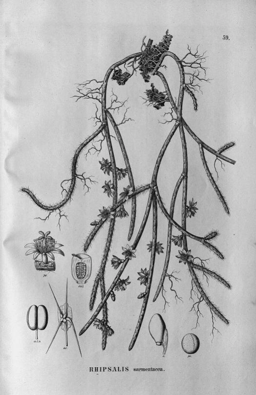 Lepismium lumbricoides f. lumbricoides (syn. Rhipsalis sarmentaceae)