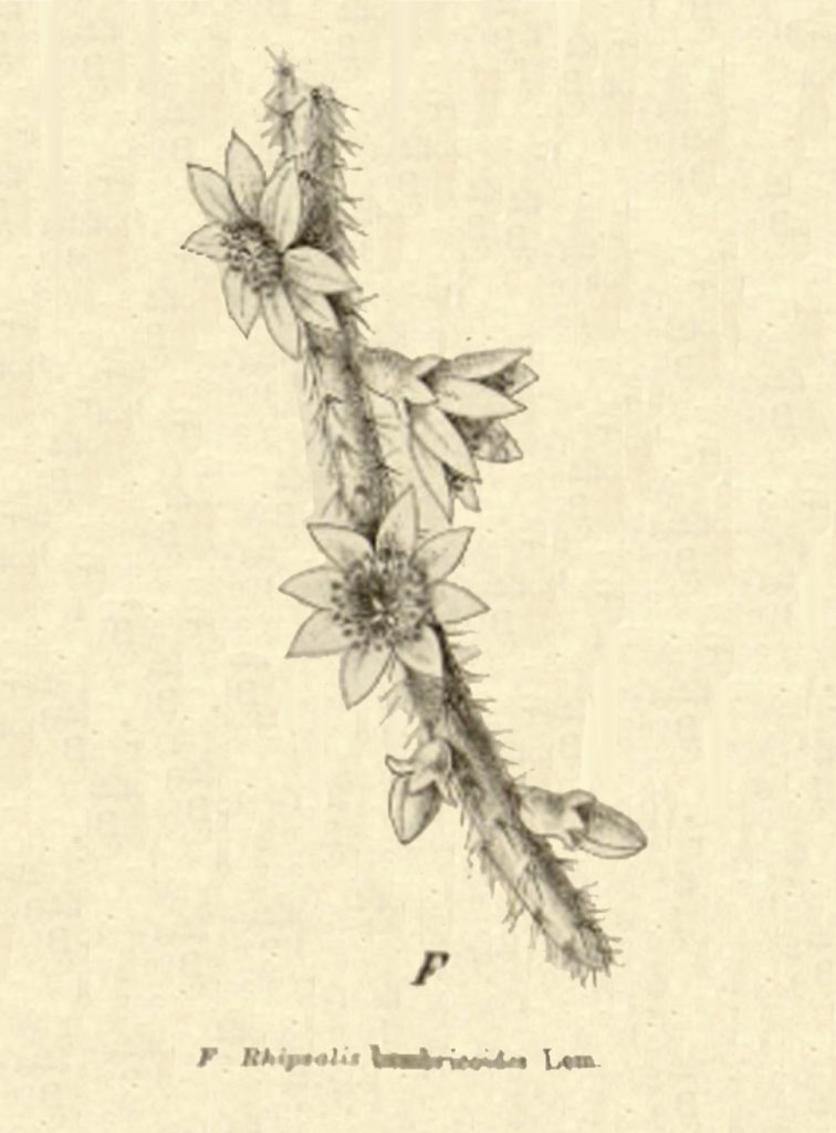 Lepismium lumbricoides, (syn. Rhipsalis lumbricoides, illustration likely depicts form aculeatum)