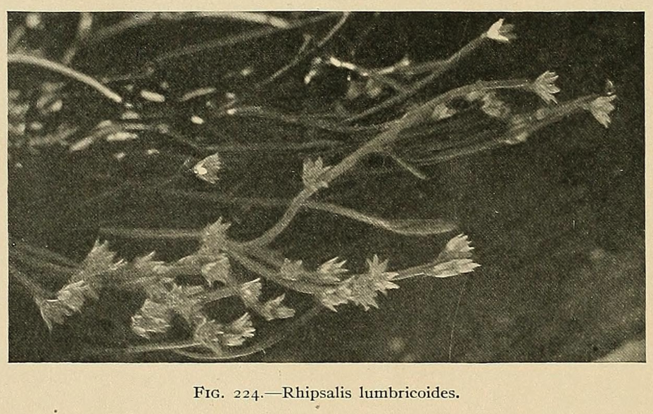 Lepismium lumbricoides f. lumbricoides, (syn. Rhipsalis lumbricoides)