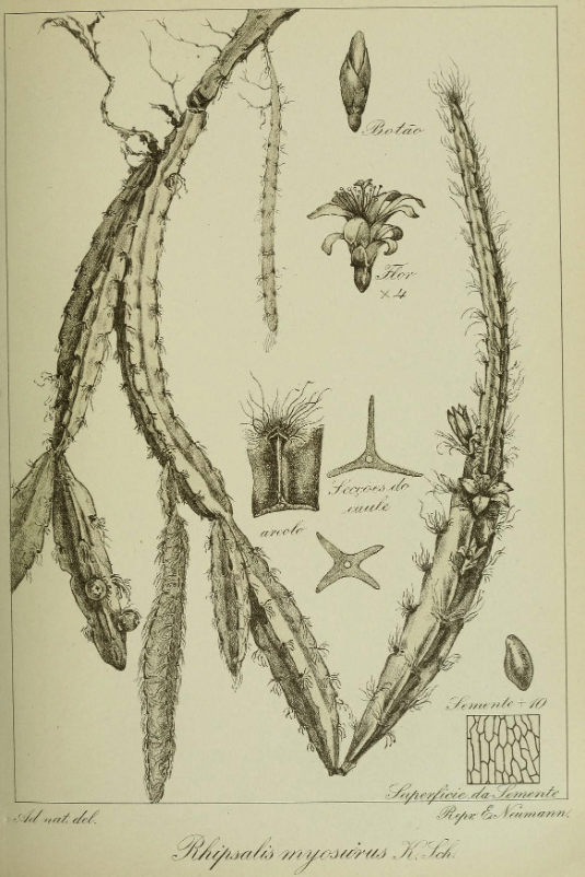 Lepismium cruciforme (syn. Rhipsalis myosurus)
