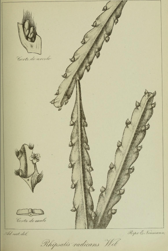 Lepismium cruciforme, (syn. Rhipsalis radicans)